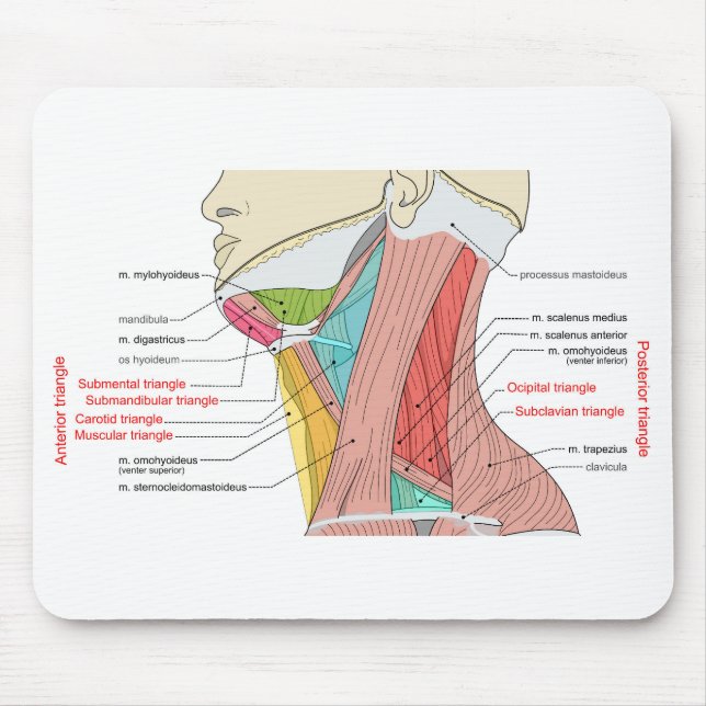 Anterior Posterior Triangles neck Anatomy Muscles  Mouse Pad (Front)