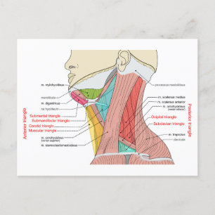Anterior Posterior Triangles neck Anatomy Muscles  Postcard