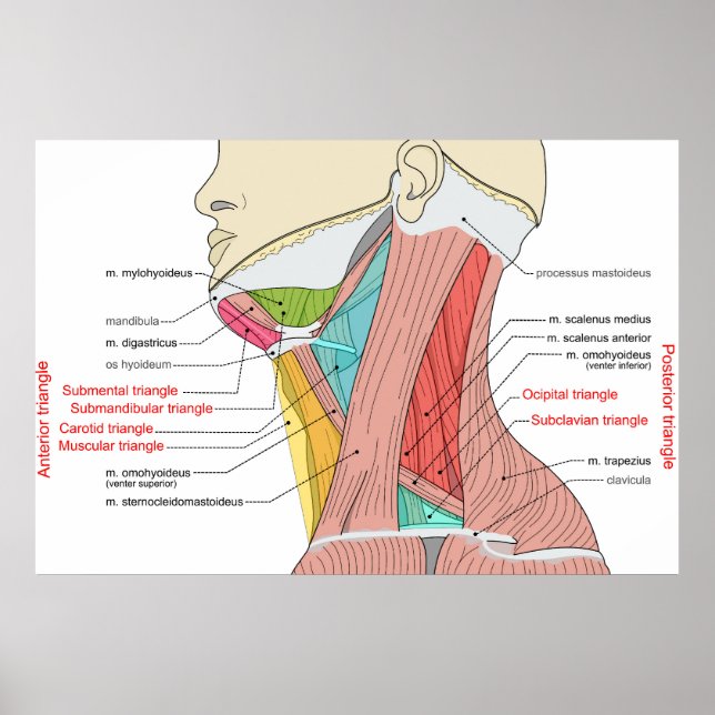 Anterior Posterior Triangles neck Anatomy Muscles  Poster (Front)