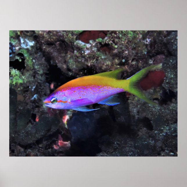 Anthia Poster (Front)