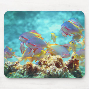 Anthias - Colourful school of fish at coral reef Mouse Pad