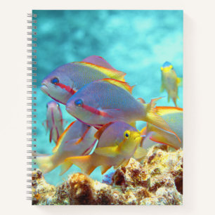 Anthias - Colourful school of fish at coral reef Notebook