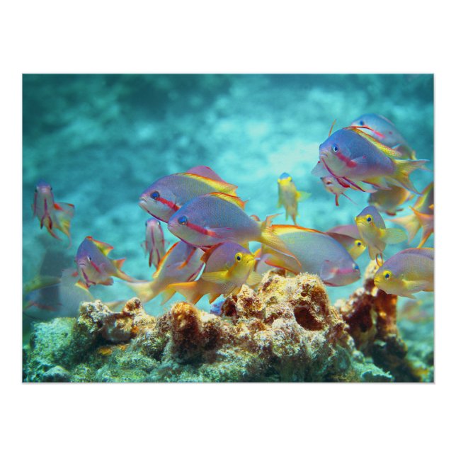 Anthias - Colourful school of fish at coral reef | Poster (Front)