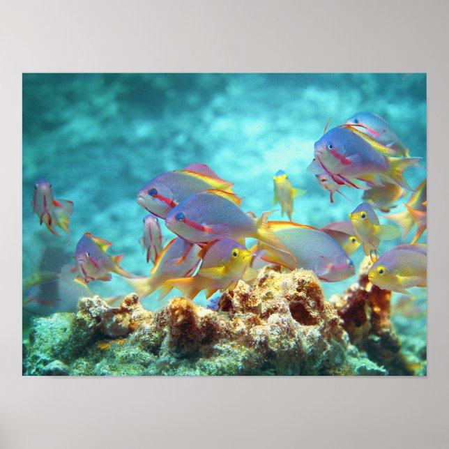 Anthias - Colourful school of fish at coral reef | Poster (Front)