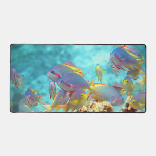 Anthias - École colorée de poissons à la barrière