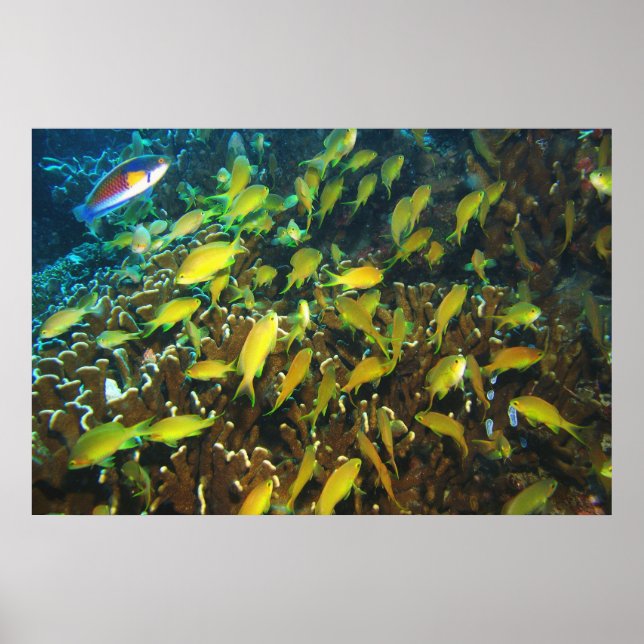 Anthias Reef Party Poster (Front)