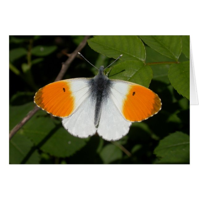 Anthocharis cardamines (Front Horizontal)