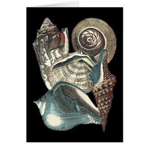 Anthologie de coquillage