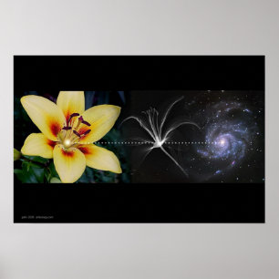 Anthony's Lily by Gregory Gallo Poster