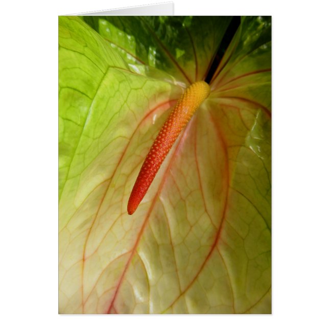 Anthurium (Devant)