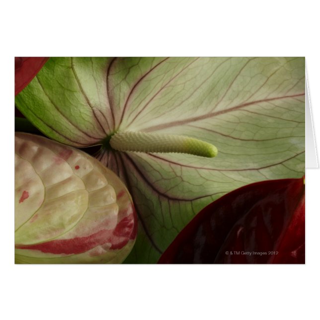 anthurium (Front Horizontal)