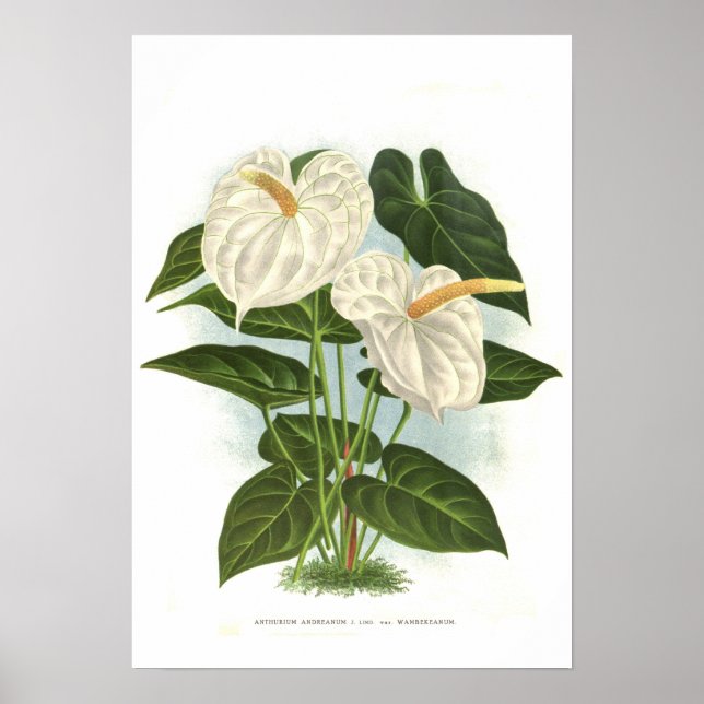 Anthurium andreanum poster (Front)