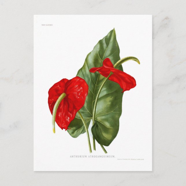 Anthurium atrosanguineum postcard (Front)