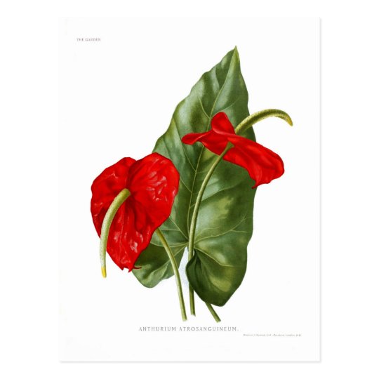 Anthurium atrosanguineum postcard