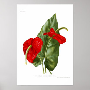 Anthurium atrosanguineum poster
