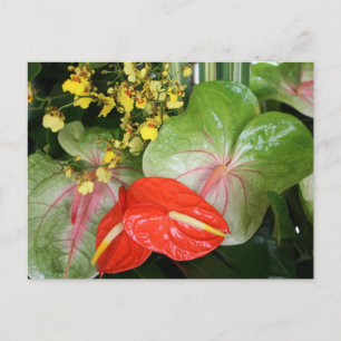 Anthurium Beauties! Postcard