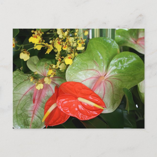 Anthurium Beauties! Postcard (Front)