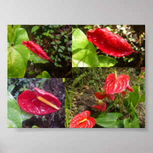 Anthurium - BIG ISLAND HAWAII Poster