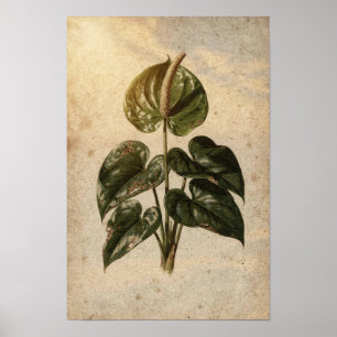 Anthurium Botanical Poster