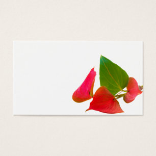 Anthurium flower