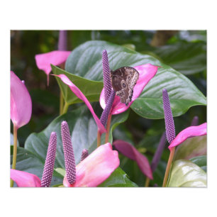 Anthurium Flower with Butterfly 20"x16" Photo