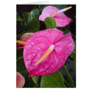 Anthuriums roses