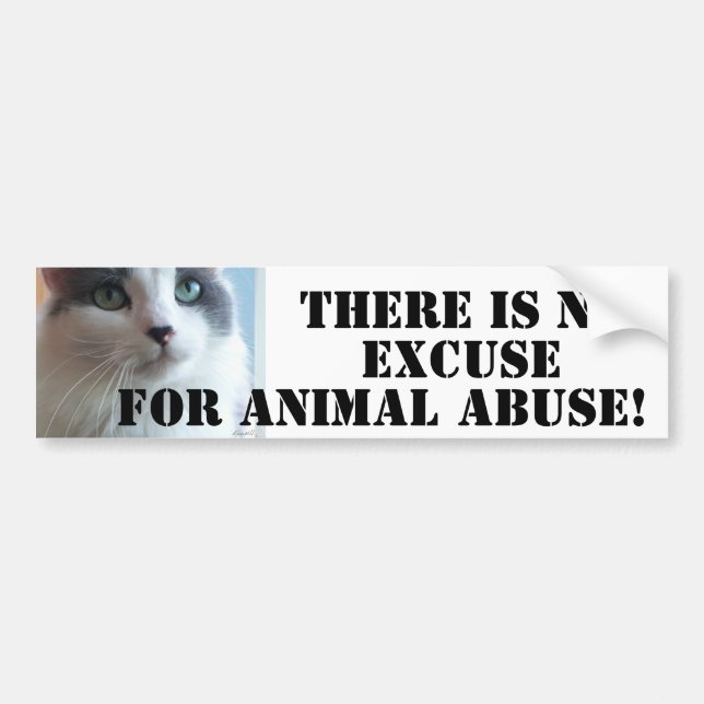 Anti Animal Abuse Sad Kitty Bumper Sticker (Front)