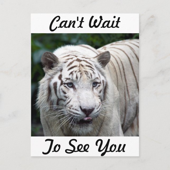 Anticipation Postcard (Front)