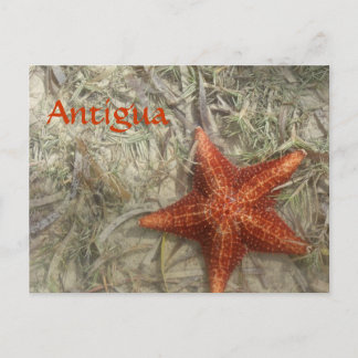 Antigua Starfish Postcard