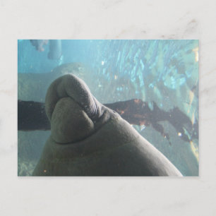 Antillean Manatee # 1 Postcard