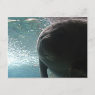 Antillean Manatee # 3 Postcard