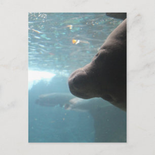 Antillean Manatee # 4 Postcard