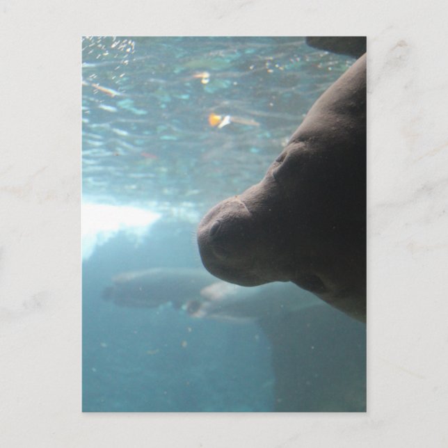 Antillean Manatee # 4 Postcard (Front)