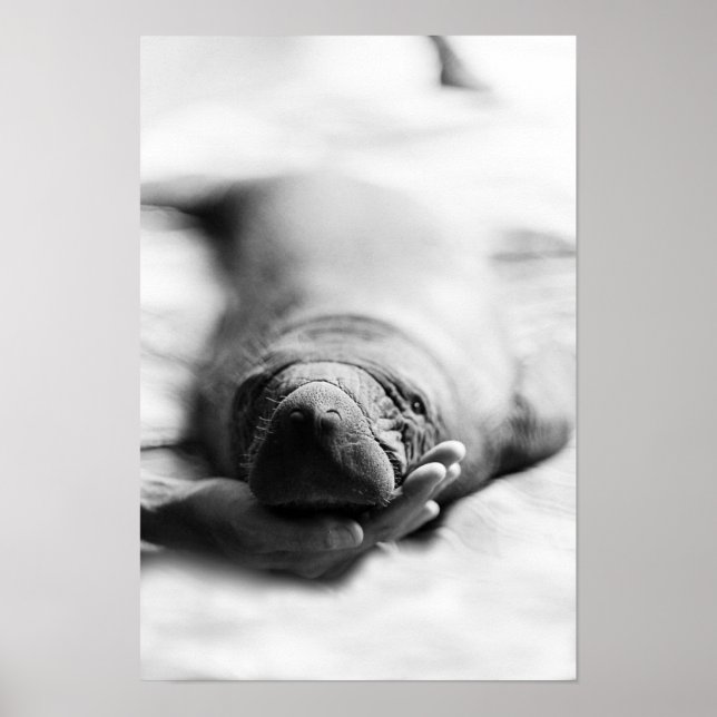 Antillean Manatee Poster (Front)