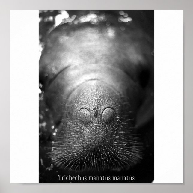 Antillean manatee poster (Front)