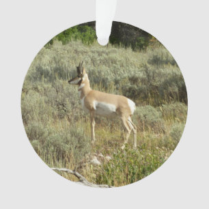 Antilocapre dans le parc national de Grand Teton