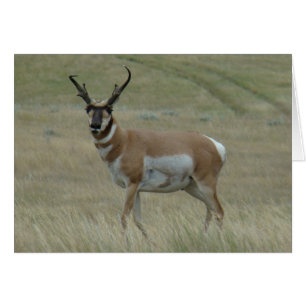 Antilope d'Amérique A33 Grand Buck à cornes torsad