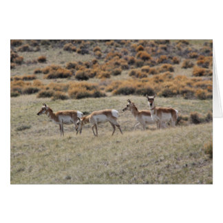 Antilope de Pronghorn