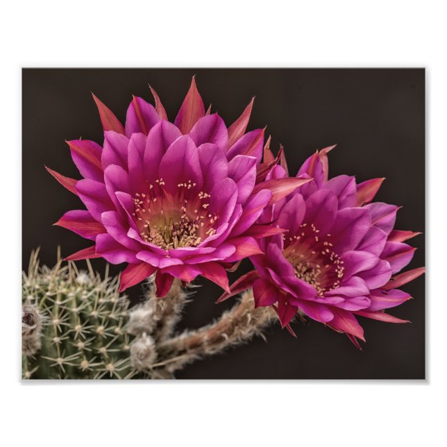 Antimatter blooms photo print (Front)