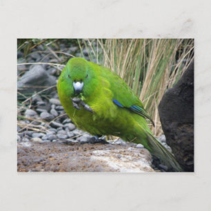 Antipodes Island Parakeet Postcard