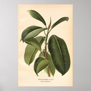 Antique 19th century colour flowers litho poster