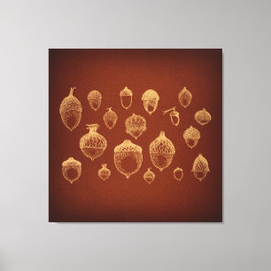 Antique Acorn Art  Illustrated Vintage Acorns Canvas Print