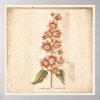 Antique affiche botanique Campanula, Bellflower