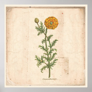 Antique affiche Botanique Chrysanthemum