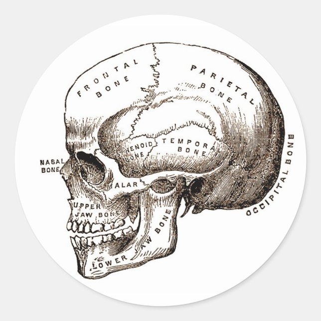 Antique Anatomy Anatomical Skull Classic Round Sticker (Front)