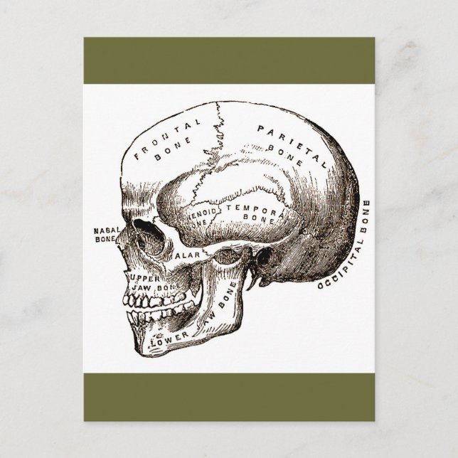 Antique Anatomy Anatomical Skull Postcard (Front)