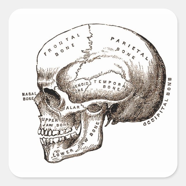 Antique Anatomy Anatomical Skull Square Sticker (Front)