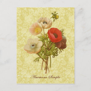 Antique Anemone Botanical Postcard