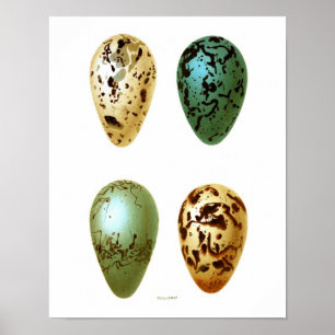 Antique Bird Eggs Print no.8 Easter Spring Decor
