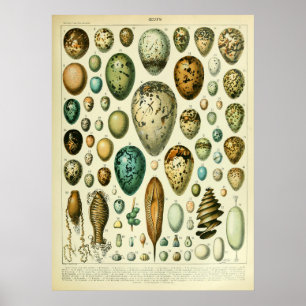 Antique Bird Eggs Wall art home decor